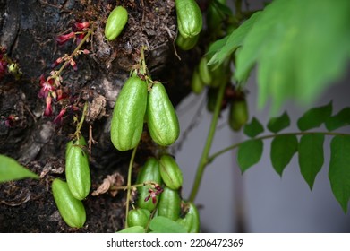 Averrhoa Bilimbi Known Belimbing Wuluh Indonesia Stock Photo 2206472369 ...