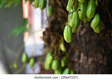 Averrhoa Bilimbi Known Belimbing Wuluh Indonesia Stock Photo 2206472371 ...