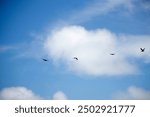 Aves en buenaventura, Valle del Cauca. Colombia.