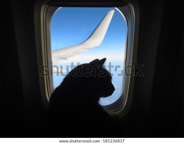 Aviation cat flying in an airplane looking out the\
porthole overlooking the blue sky wing. Silhouette of cat in the\
airplane window
