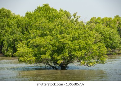 798 Avicennia marina Images, Stock Photos & Vectors | Shutterstock