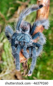 Avicularia Metallica Bird-eater Spider