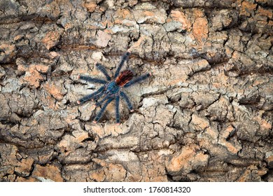 Avicularia Avicularia Spider On Wood