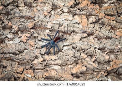 Avicularia Avicularia Spider On Wood