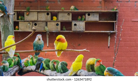 Aviculture, A Aviary Full Of Colorful Parakeets, Really Close Family Of Birds