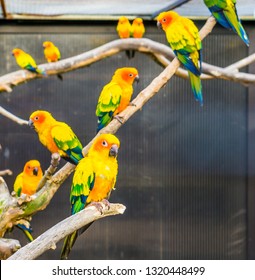Aviculture, Sun Parakeets Sitting On Branches In The Aviary, Colorful Tropical Little Parrots, Endangered Birds From America