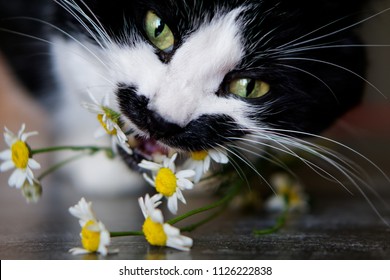 Avitaminosis: the cat is eating flowers of field chamomiles              - Shutterstock ID 1126222838