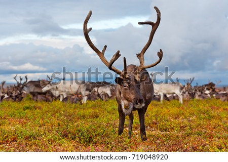 Avka is a general name for domesticated reindeer. Herd of reindeer grazes in the tundra nearby of polar circle.