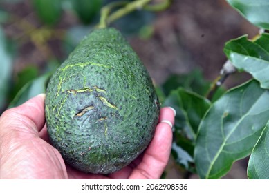 244 Avocado Pest Images, Stock Photos & Vectors | Shutterstock