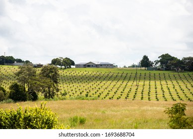 The Avocado Farm At Malanda