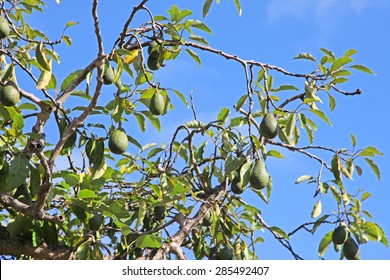 Avocado fruit hanging off trees with blue sky
