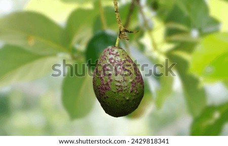 An avocado fruit infected with scab disease. (jpg photo)