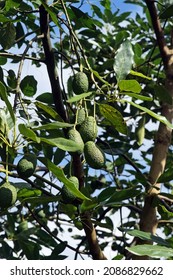 Avocado Fruit  On Production Orchard