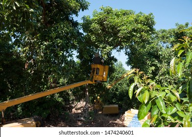 Avocado Fruit Picking In Avocado Orchard