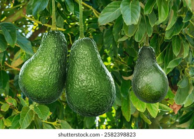 Frutas de aguacate entre hojas verdes en el árbol de aguacate de cerca.