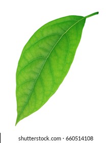 Avocado Leaf Isolated On A White