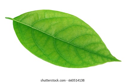 Avocado Leaf Isolated On A White