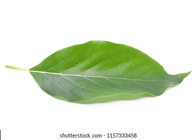 Avocado Leaf On White Background.