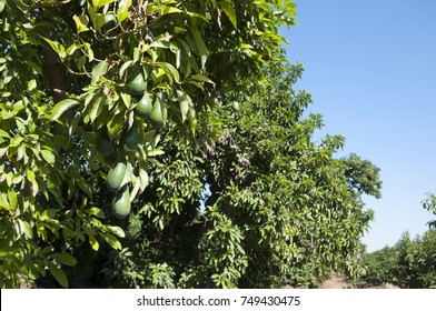 Avocado Orchard