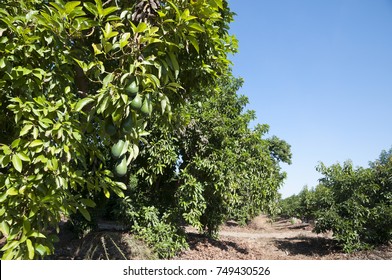 Avocado Orchard