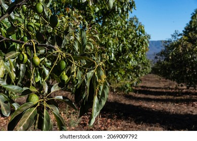 Avocado Orchard, Avocadoes Riping On Big Avocado Tree	