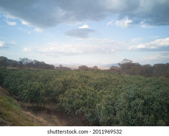 Avocado Orchard With A Cloudy Sky	