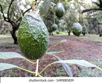 Avocado Orchard In Michoacan Mexico