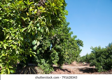 Avocado Orchard In Picking Season