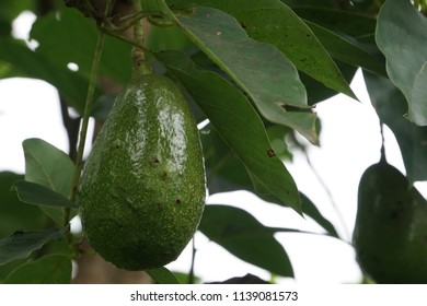 Avocado Palta Persea Americana Stock Photo 1139081573 | Shutterstock