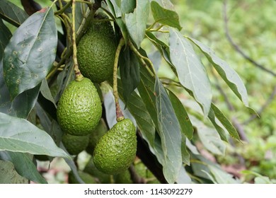 Avocado Palta Persea Americana Stock Photo 1143092279 | Shutterstock