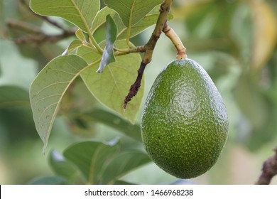 Avocado Or Palta, Persea Americana