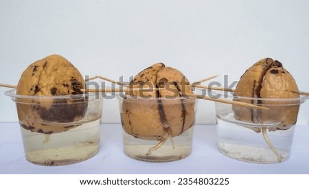 Avocado (Persea americana) seeds, planted with water medium and toothpick to grow shoots at home