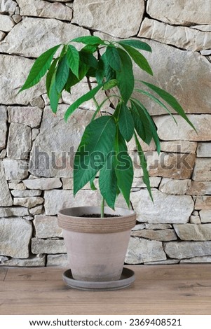 Avocado Persea americana tree plant in flowerpot growth from the seed. Interior houseplant. Stone wall background.