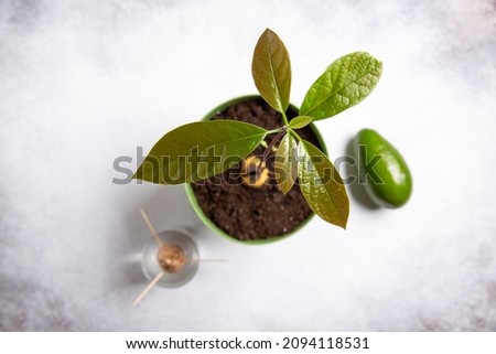 Avocado plant in green flower pot, sprouting avocado seed in glass of water and ripe avocado fruit on gray background. Top view.