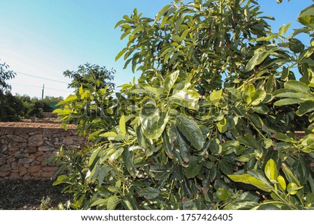 Similar – Image, Stock Photo avocado branch Food