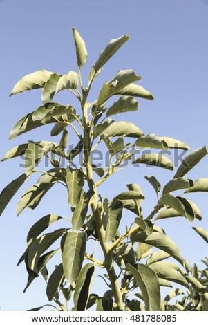 Similar – Image, Stock Photo avocado branch Food