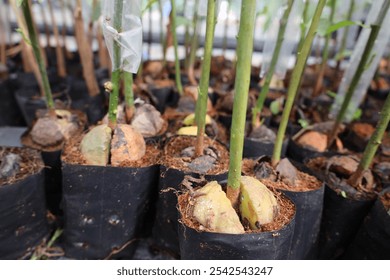 An avocado seed has split open and begun to sprout inside a polybag, with fresh green shoots emerging, marking the start of its growth into a young plant