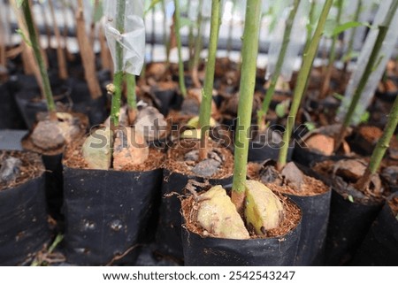 An avocado seed has split open and begun to sprout inside a polybag, with fresh green shoots emerging, marking the start of its growth into a young plant