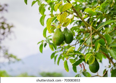 Avocado Tree