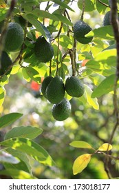 Avocado Tree Branch