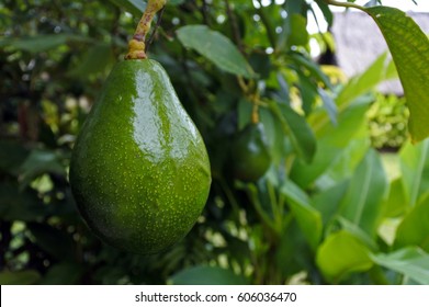 Avocado tree with avocado fruit grow in orchard. Food background.No people. Copy space