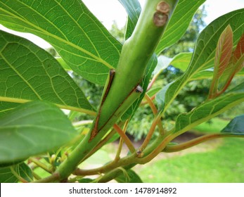 Avocado Tree Graft At Avocado Orchard In Far North, New Zealand