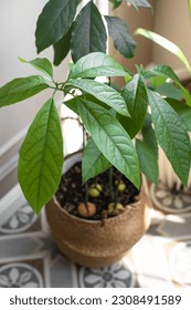 Avocado tree grown from seed. Home plants.