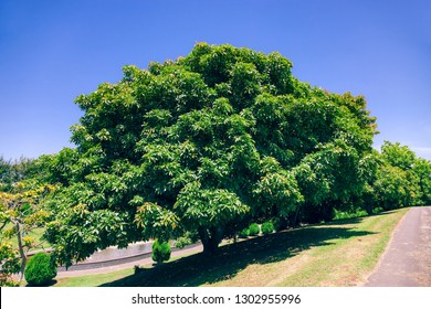 Avocado Tree Orchard – Te Puke, Bay Of Plenty, North Island, New Zealand