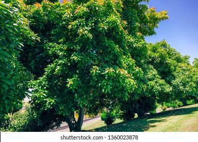 Avocado Tree Orchard – Te Puke, Bay Of Plenty, North Island, New Zealand