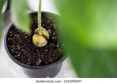 Avocado Tree Planted In A Pot