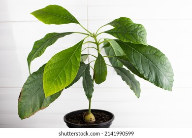 Avocado Tree Planted In A Pot