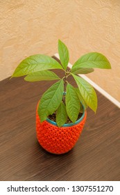 Avocado Tree In A Pot