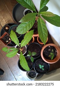 Avocado Tree In Pot Plantation View From Top 