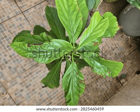 avocado tree sapling looking down at avocado leaves